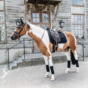 Kentucky Schabrak sammet med pärlor, dressyr, svart
