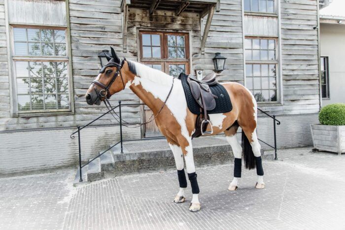Kentucky Schabrak sammet med pärlor, dressyr, svart