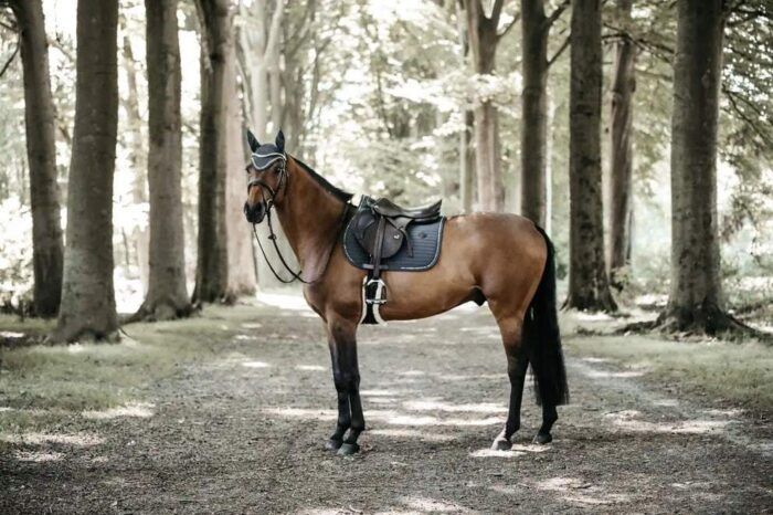 Kentucky hoppschabrak med pärlor, fyra olika färger ð¤ð¤ðð¤ - Bild 6